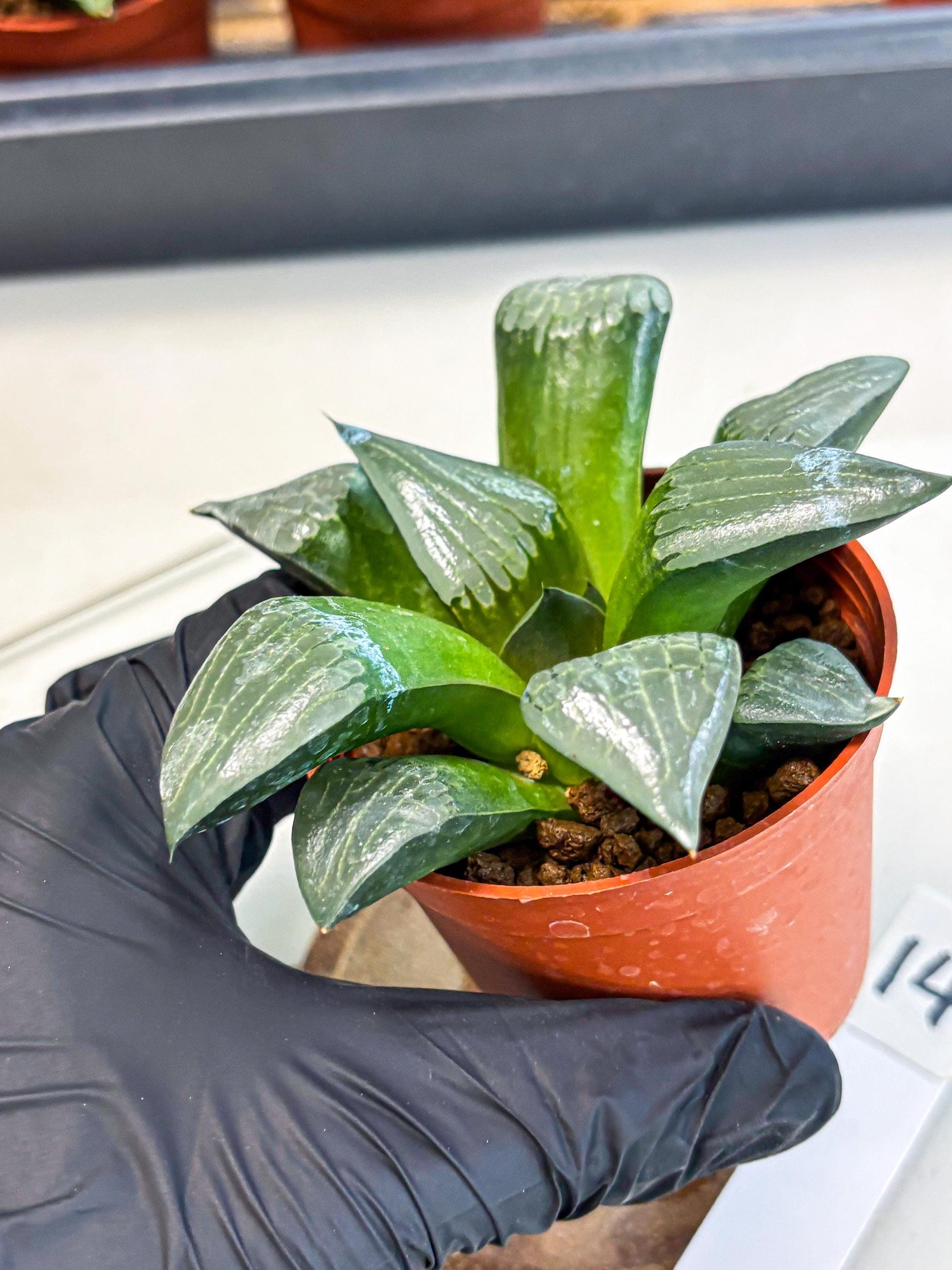 Haworthia Afang Gong (wa5) (p14) | Rare Import