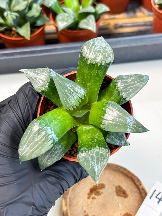 Haworthia Afang Gong (wa5) (p14) | Rare Import