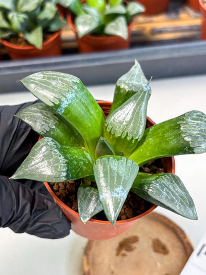 Haworthia Afang Gong (wa5) (p14) | Rare Import