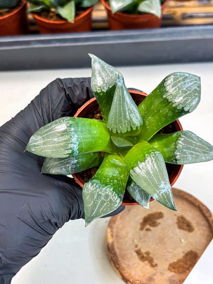 Haworthia Afang Gong (wa5) (p14) | Rare Import