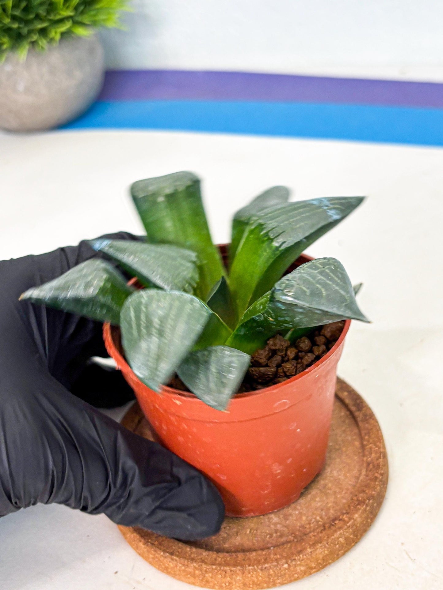 Haworthia Afang Gong (wa5) (p14) | Rare Import