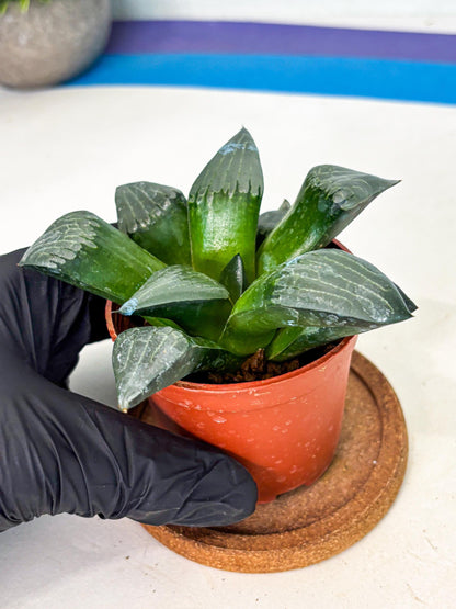 Haworthia Afang Gong (wa5) (p14) | Rare Import