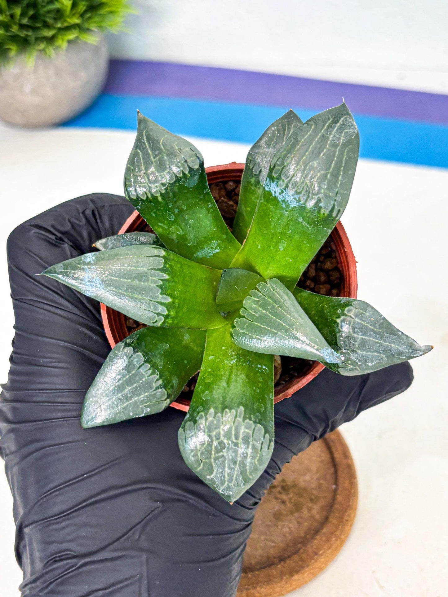Haworthia Afang Gong (wa5) (p14) | Rare Import