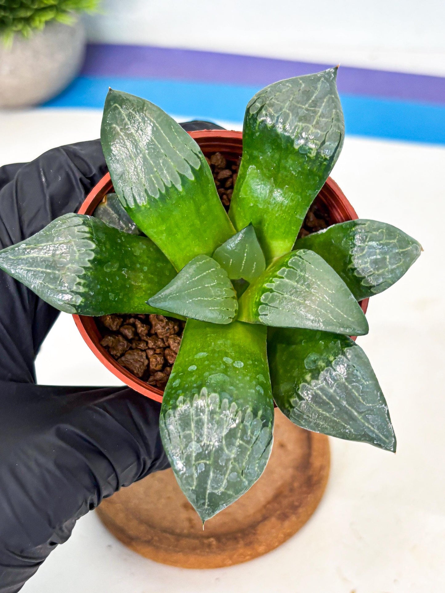 Haworthia Afang Gong (wa5) (p15) | Rare Import