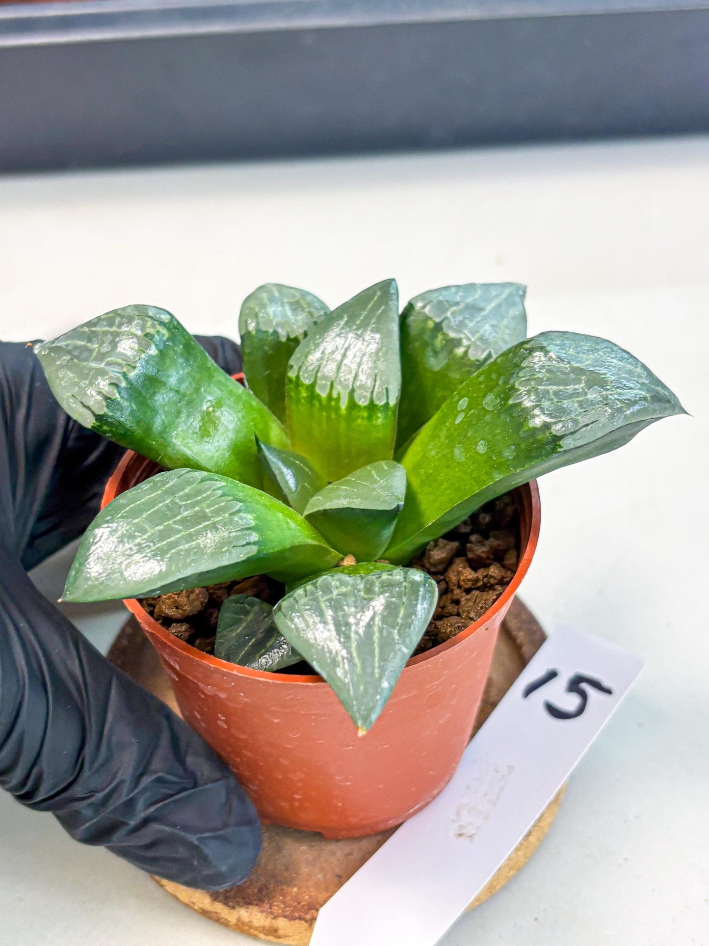 Haworthia Afang Gong (wa5) (p15) | Rare Import
