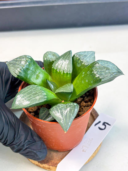Haworthia Afang Gong (wa5) (p15) | Rare Import