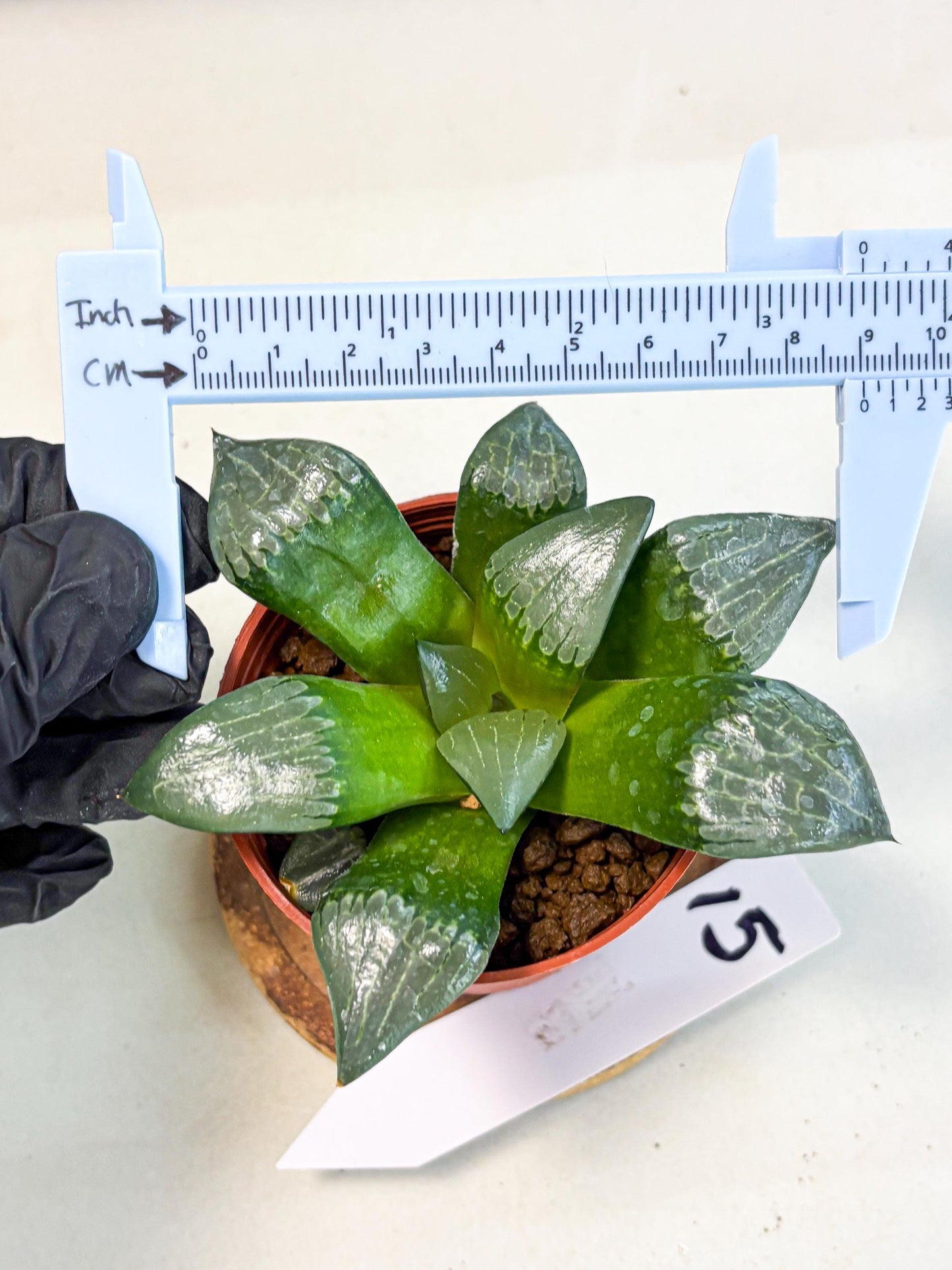 Haworthia Afang Gong (wa5) (p15) | Rare Import