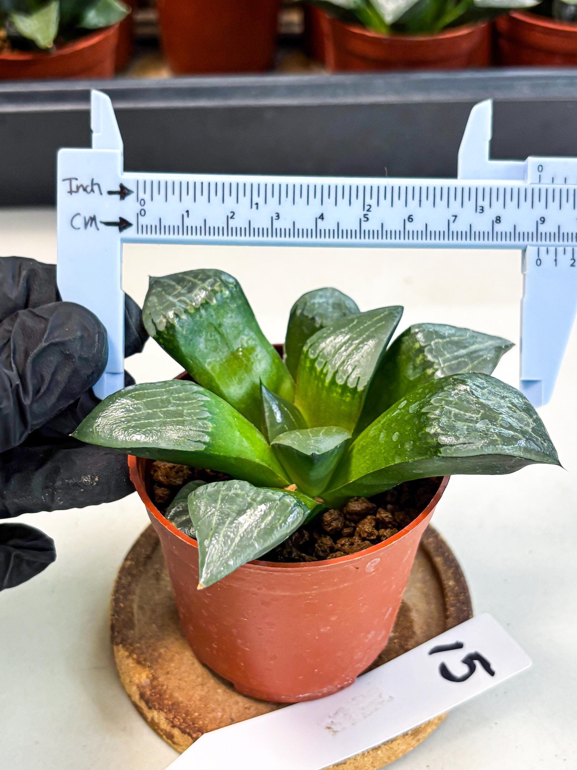 Haworthia Afang Gong (wa5) (p15) | Rare Import