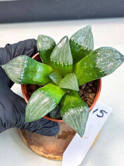 Haworthia Afang Gong (wa5) (p15) | Rare Import