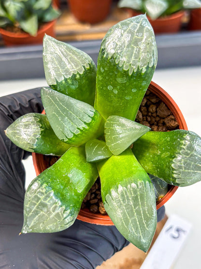 Haworthia Afang Gong (wa5) (p15) | Rare Import