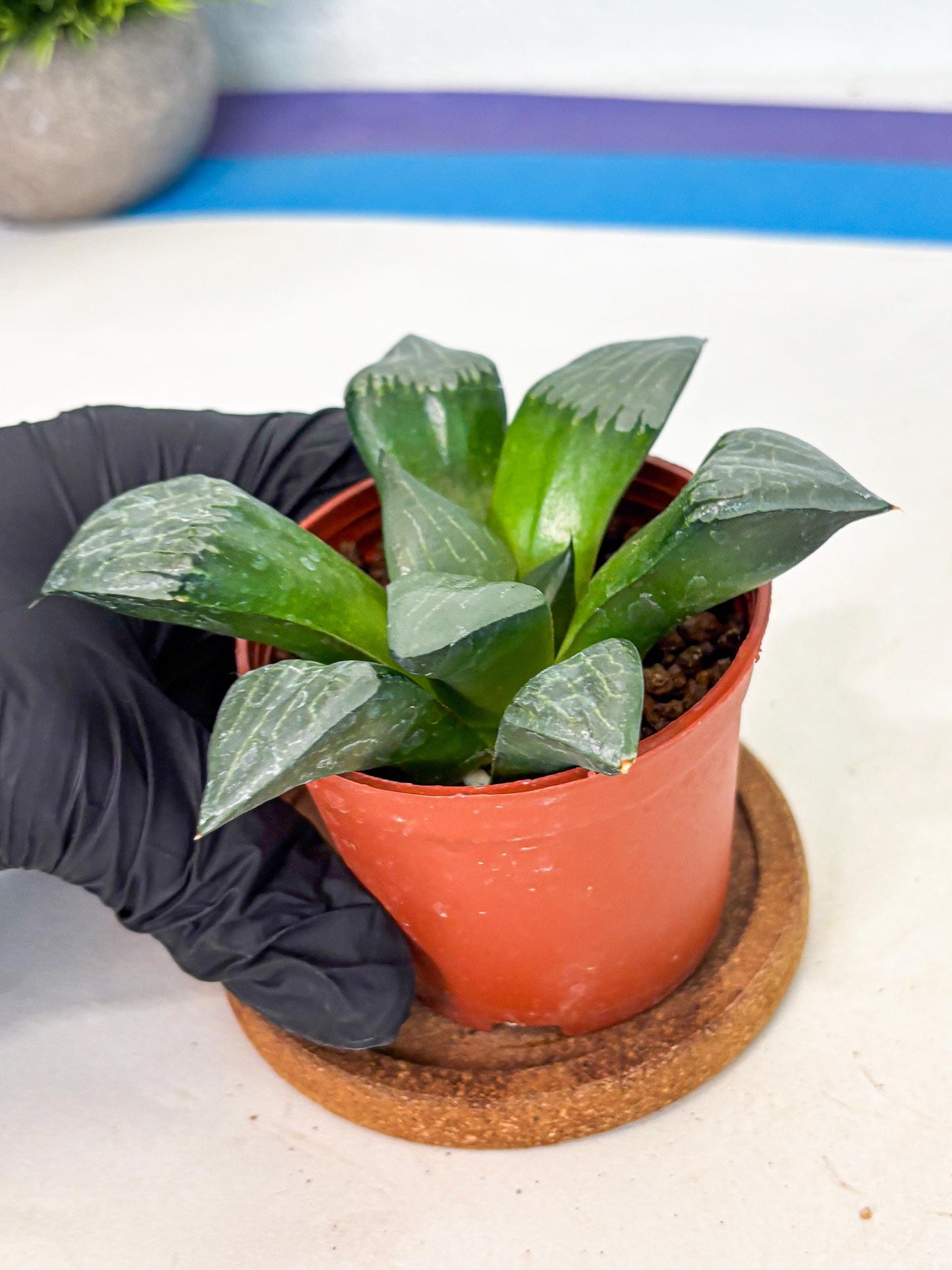 Haworthia Afang Gong (wa5) (p15) | Rare Import