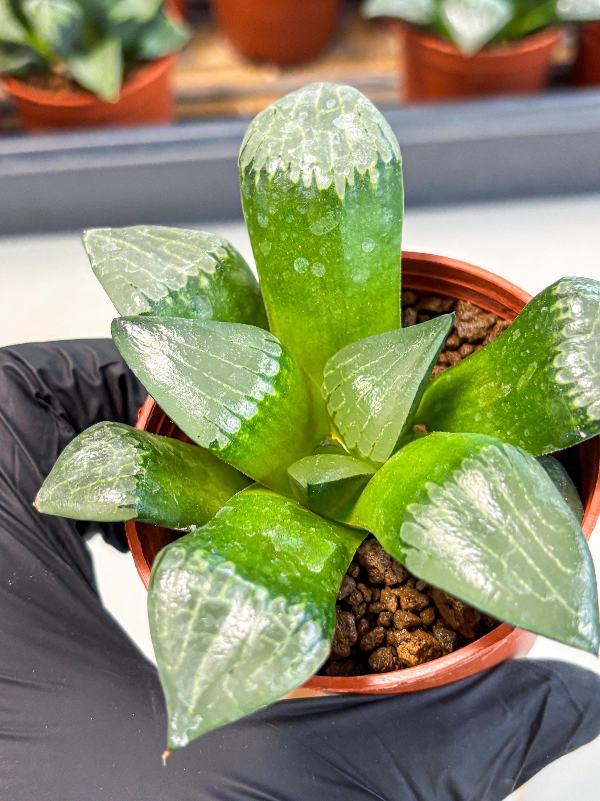 Haworthia Afang Gong (wa5) (p15) | Rare Import