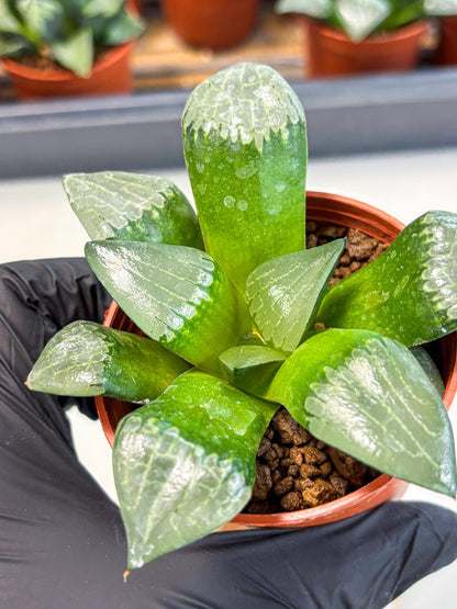 Haworthia Afang Gong (wa5) (p15) | Rare Import