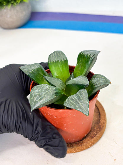 Haworthia Afang Gong (wa5) (p15) | Rare Import