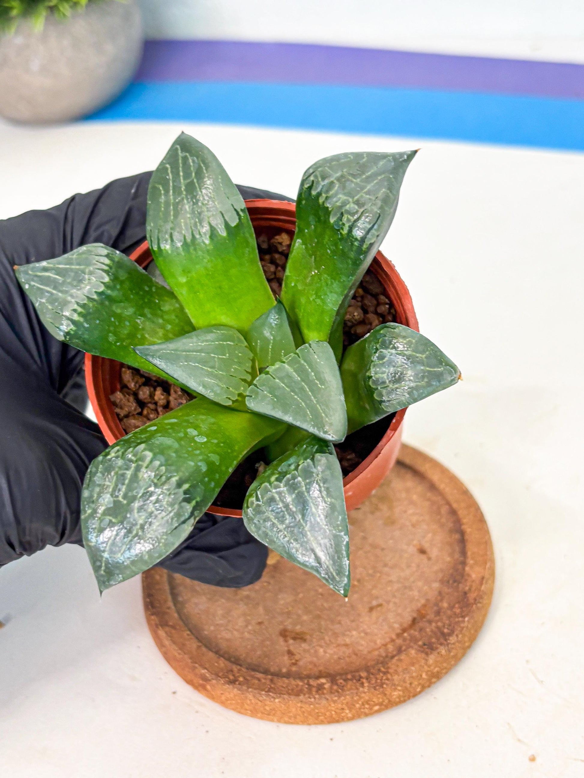 Haworthia Afang Gong (wa5) (p15) | Rare Import