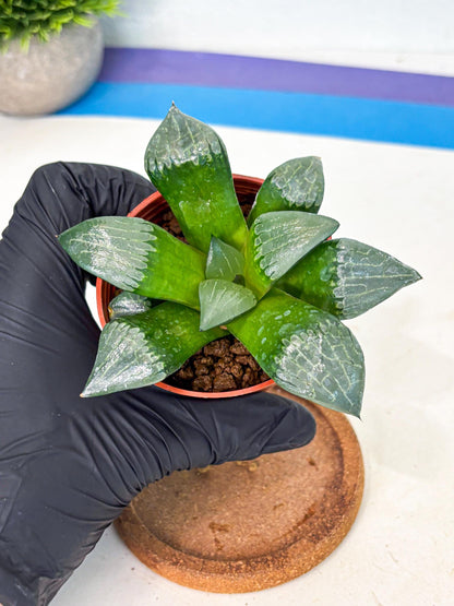 Haworthia Afang Gong (wa5) (p15) | Rare Import
