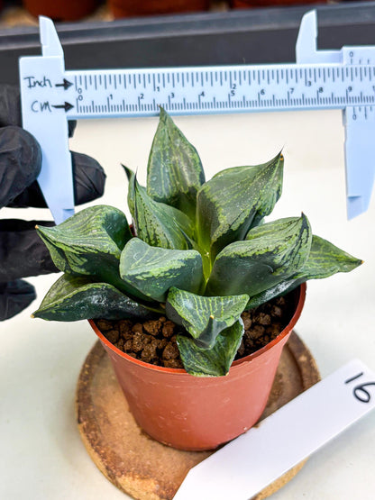Haworthia Bing Cheng (wa5) (p16) | Rare Import