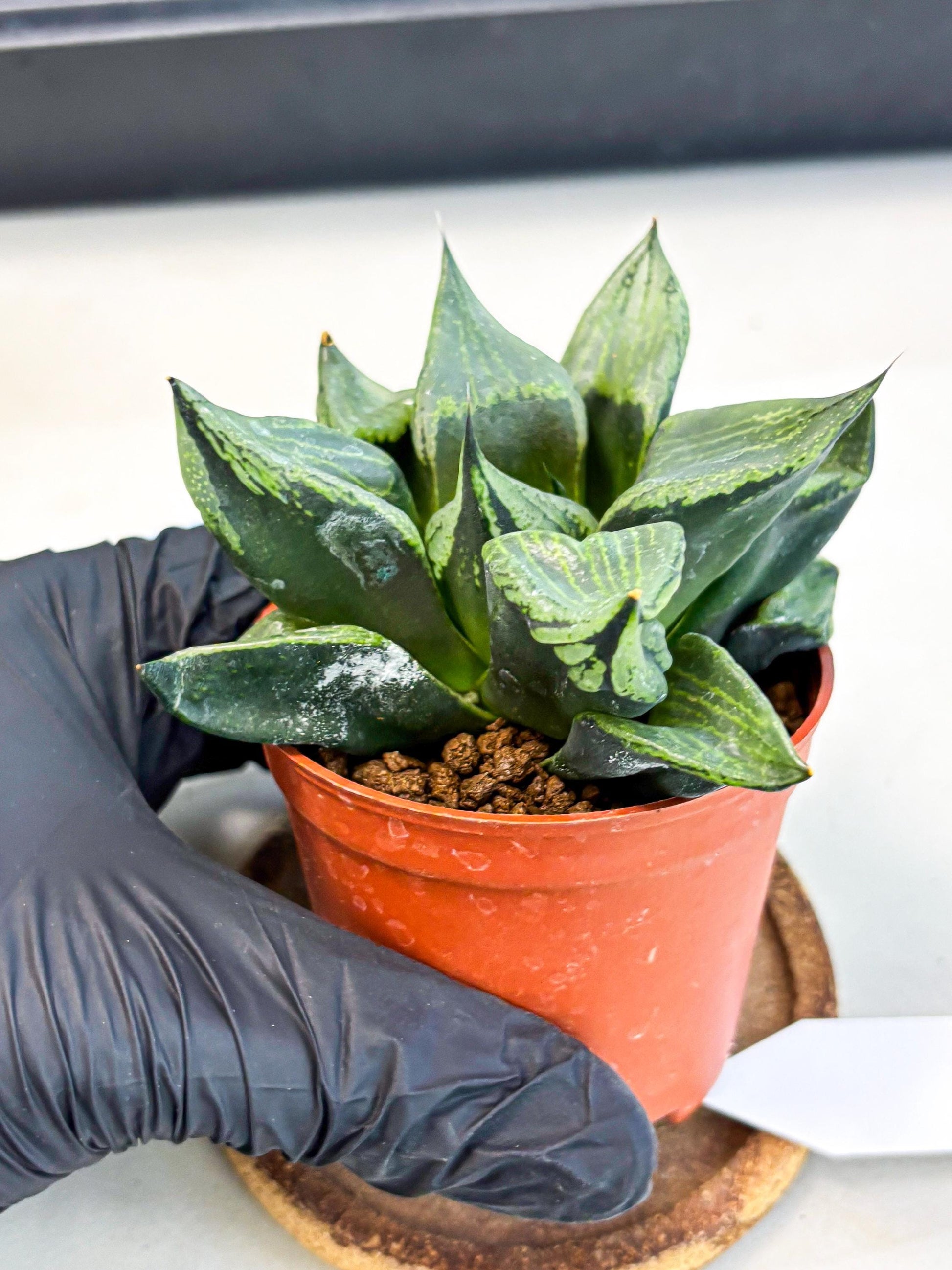 Haworthia Bing Cheng (wa5) (p16) | Rare Import