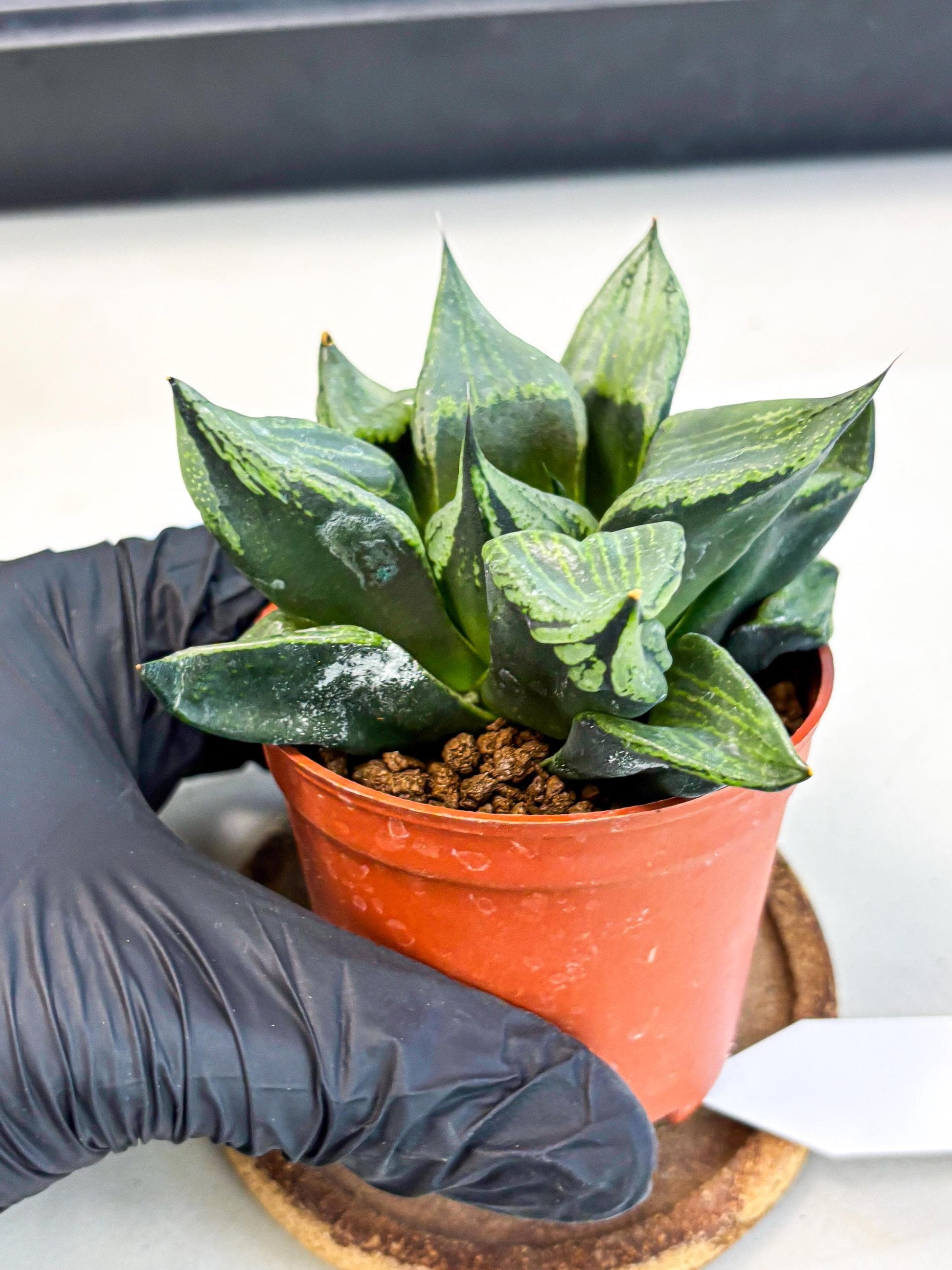 Haworthia Bing Cheng (wa5) (p16) | Rare Import
