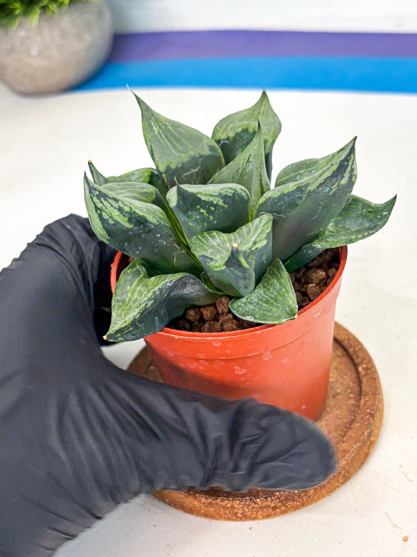 Haworthia Bing Cheng (wa5) (p16) | Rare Import