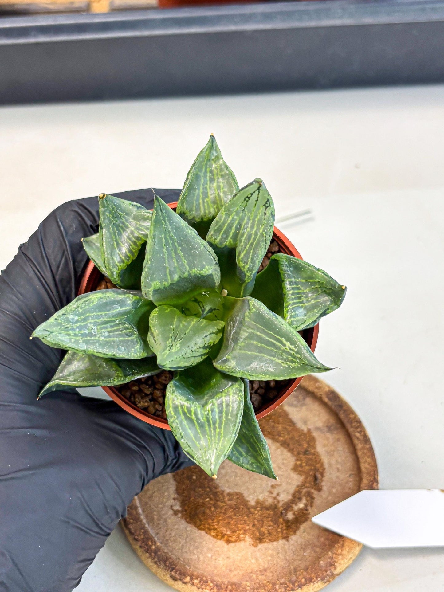 Haworthia Bing Cheng (wa5) (p16) | Rare Import