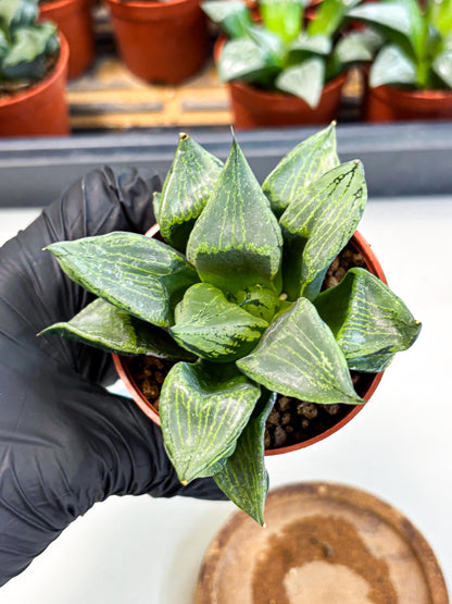Haworthia Bing Cheng (wa5) (p16) | Rare Import