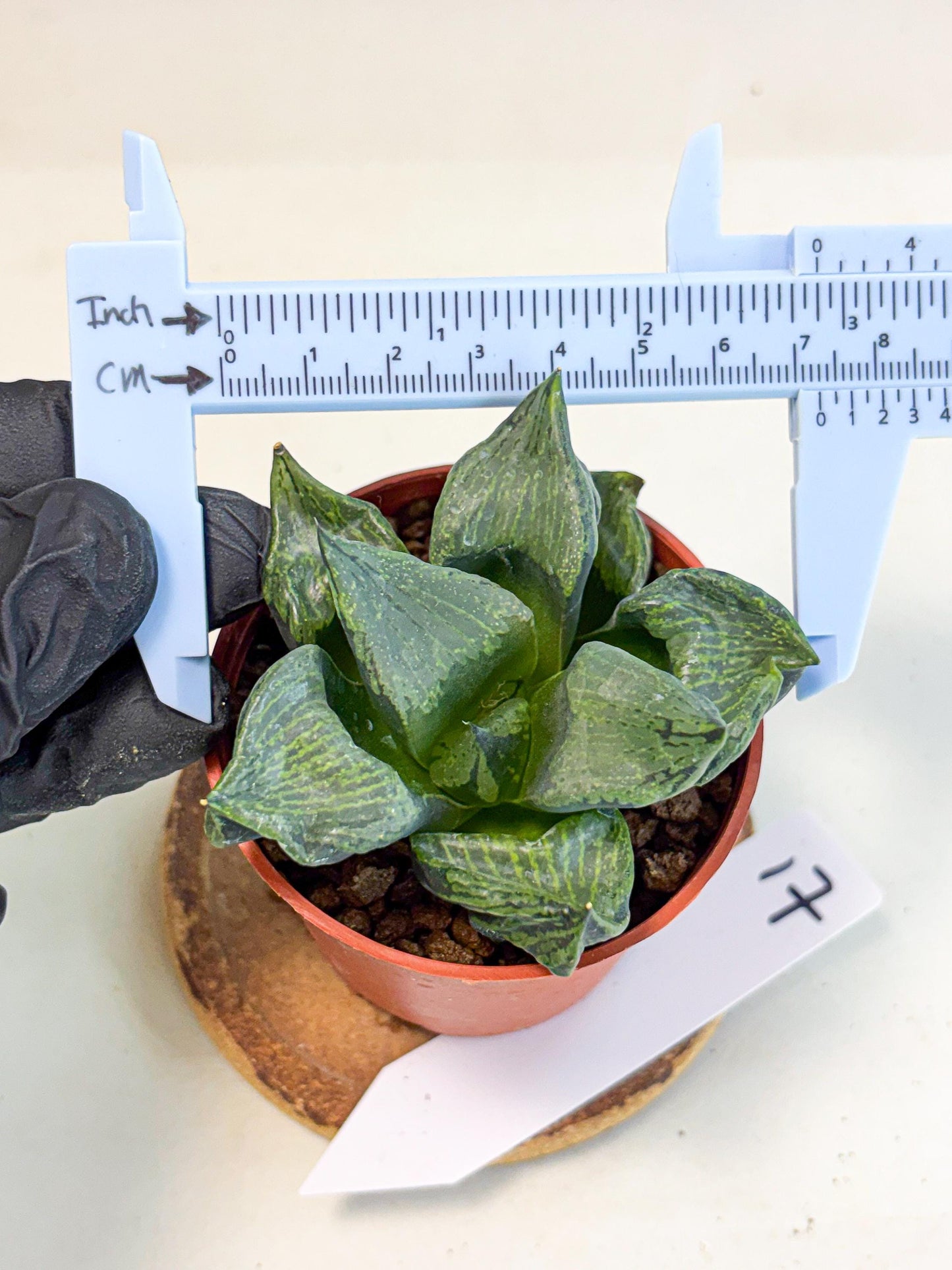 Haworthia Bing Cheng (wa5) (p17) | Rare Import