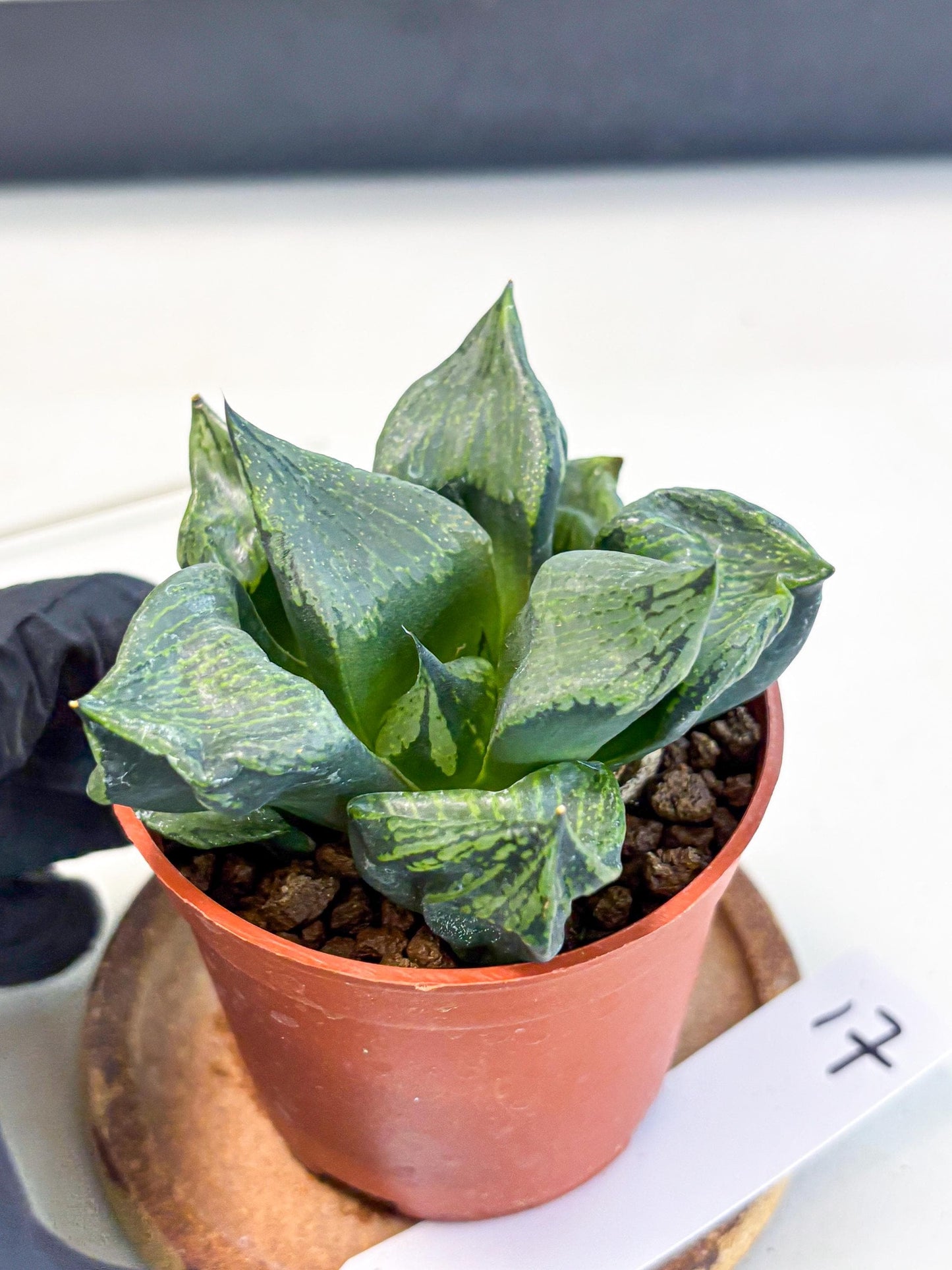 Haworthia Bing Cheng (wa5) (p17) | Rare Import