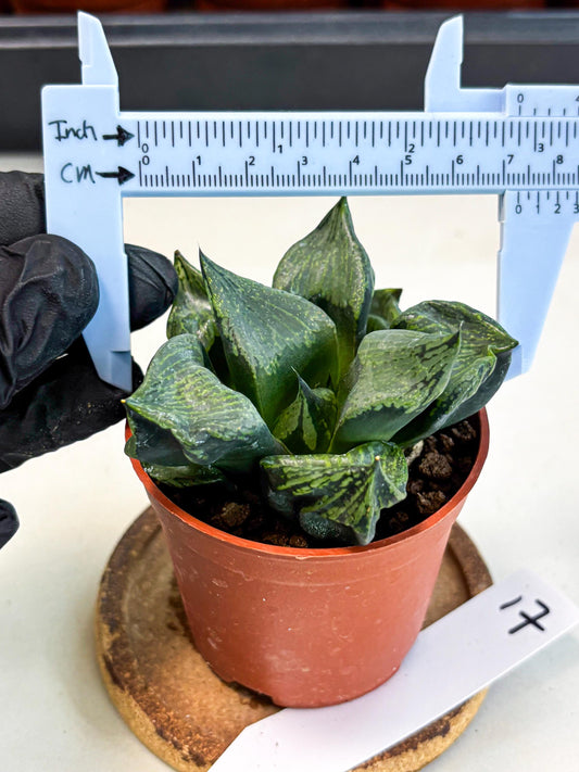 Haworthia Bing Cheng (wa5) (p17) | Rare Import