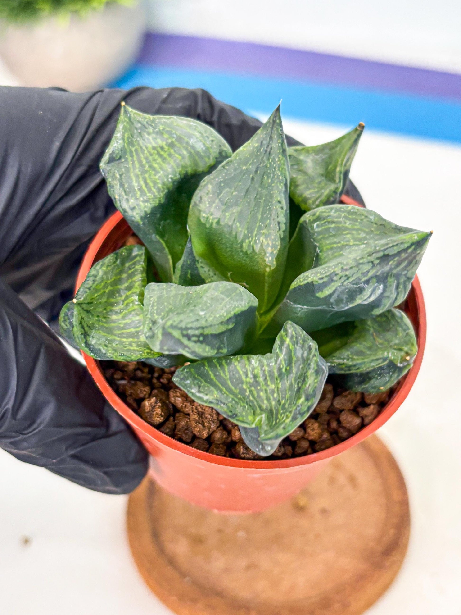 Haworthia Bing Cheng (wa5) (p17) | Rare Import