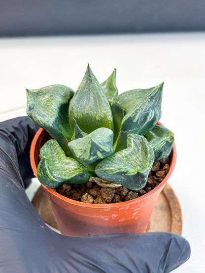 Haworthia Bing Cheng (wa5) (p17) | Rare Import