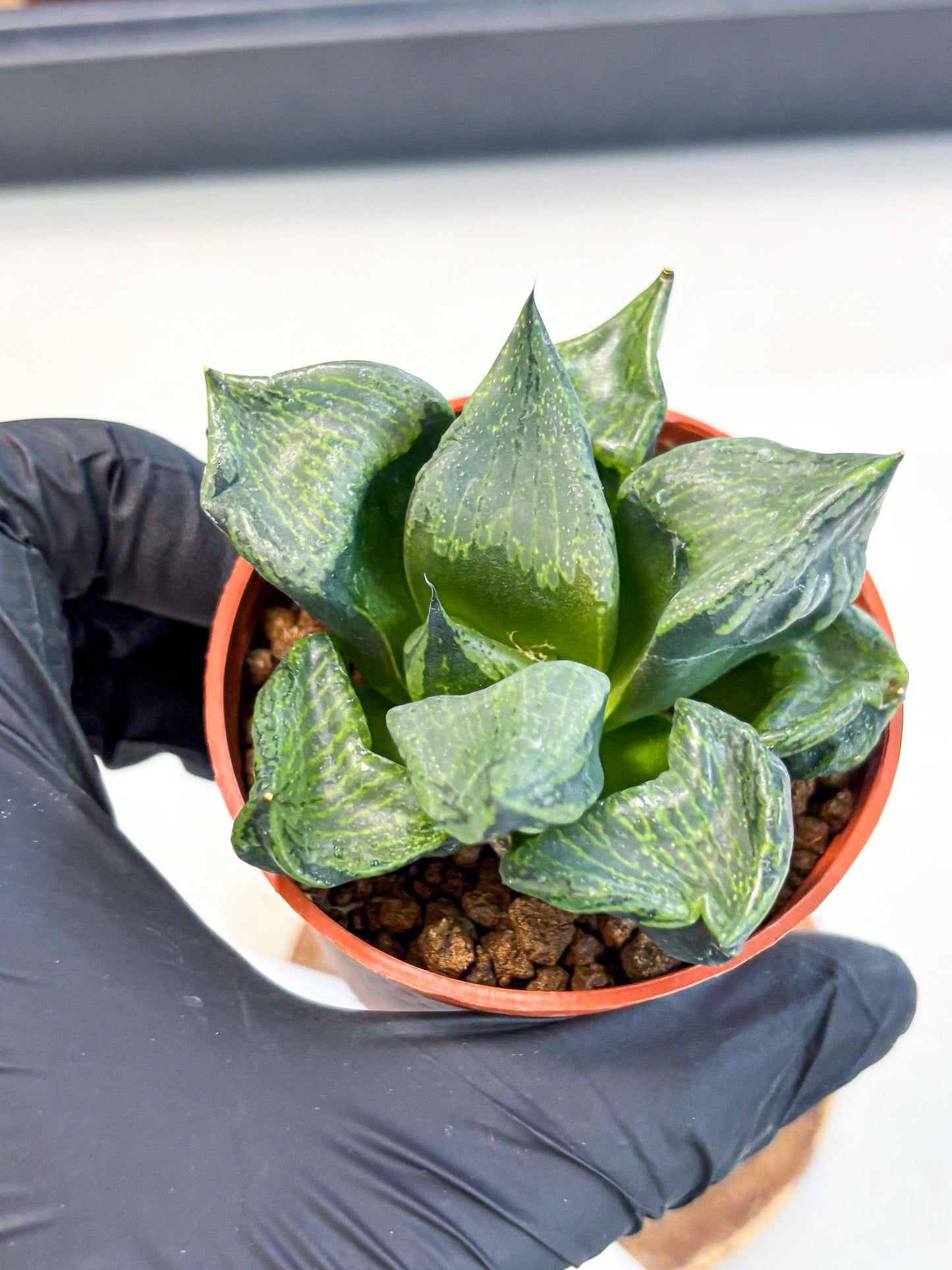 Haworthia Bing Cheng (wa5) (p17) | Rare Import