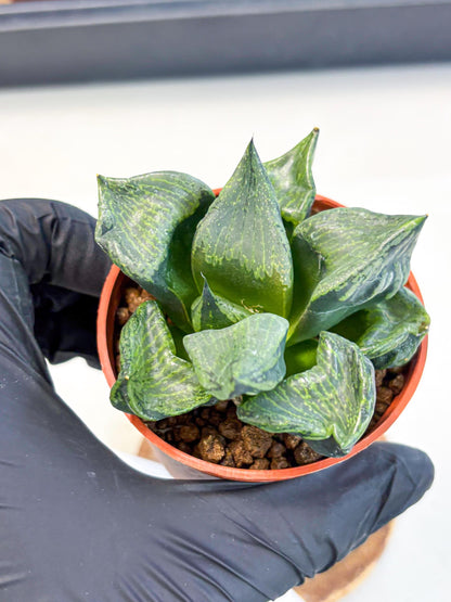 Haworthia Bing Cheng (wa5) (p17) | Rare Import