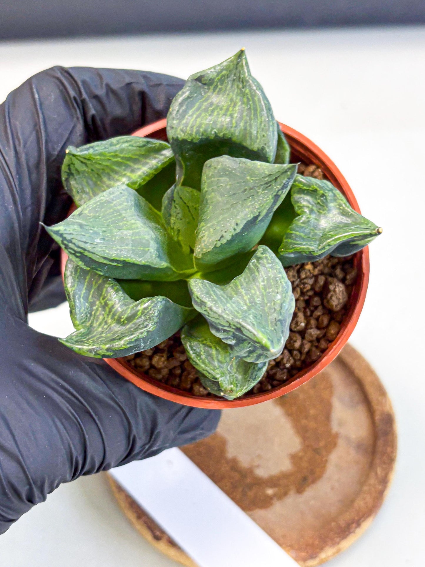 Haworthia Bing Cheng (wa5) (p17) | Rare Import