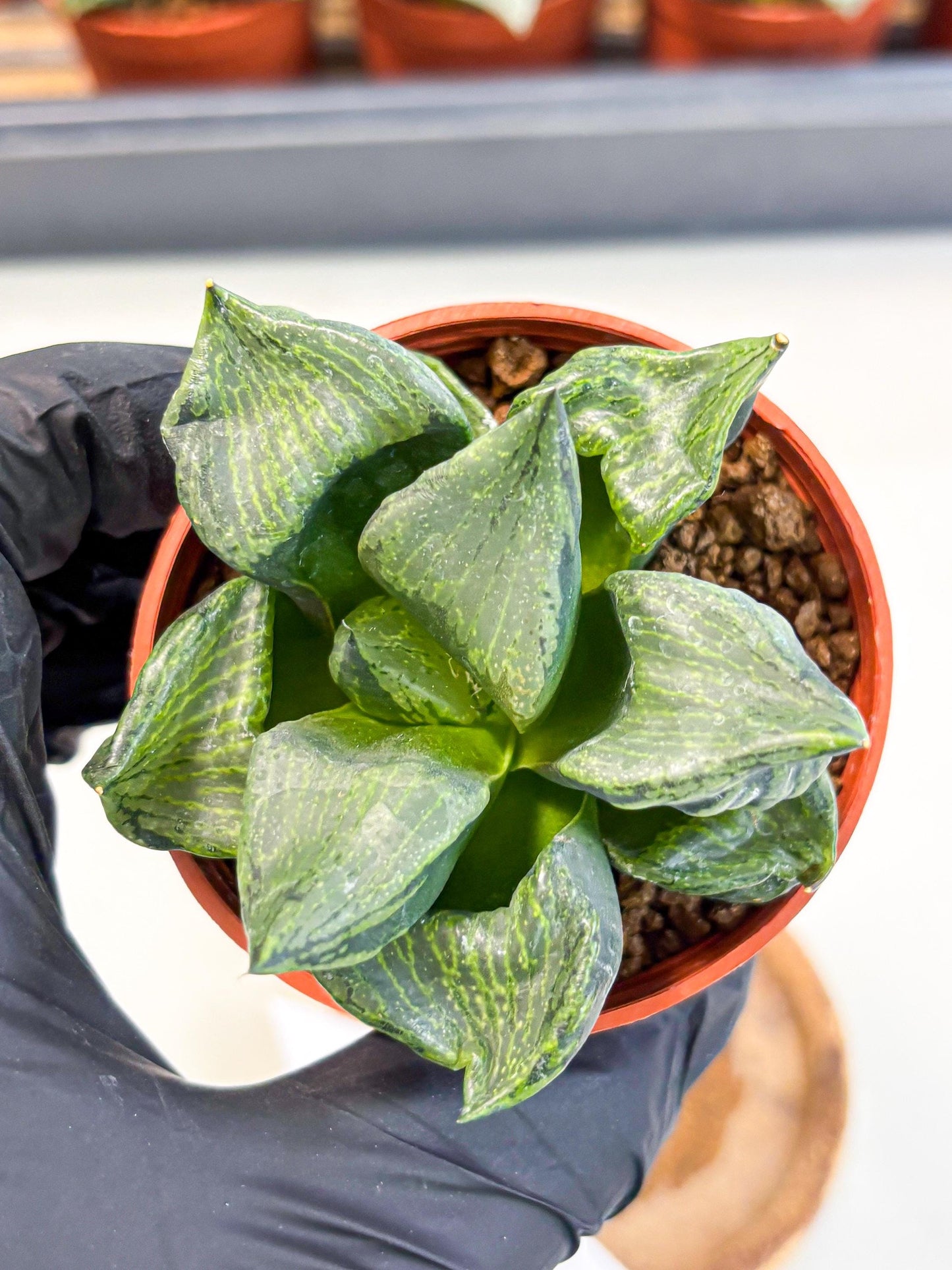 Haworthia Bing Cheng (wa5) (p17) | Rare Import