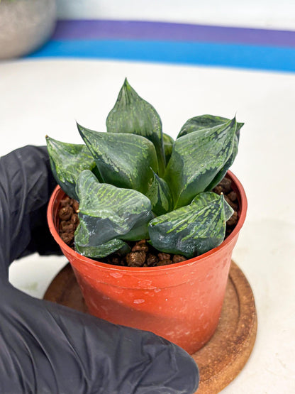 Haworthia Bing Cheng (wa5) (p17) | Rare Import