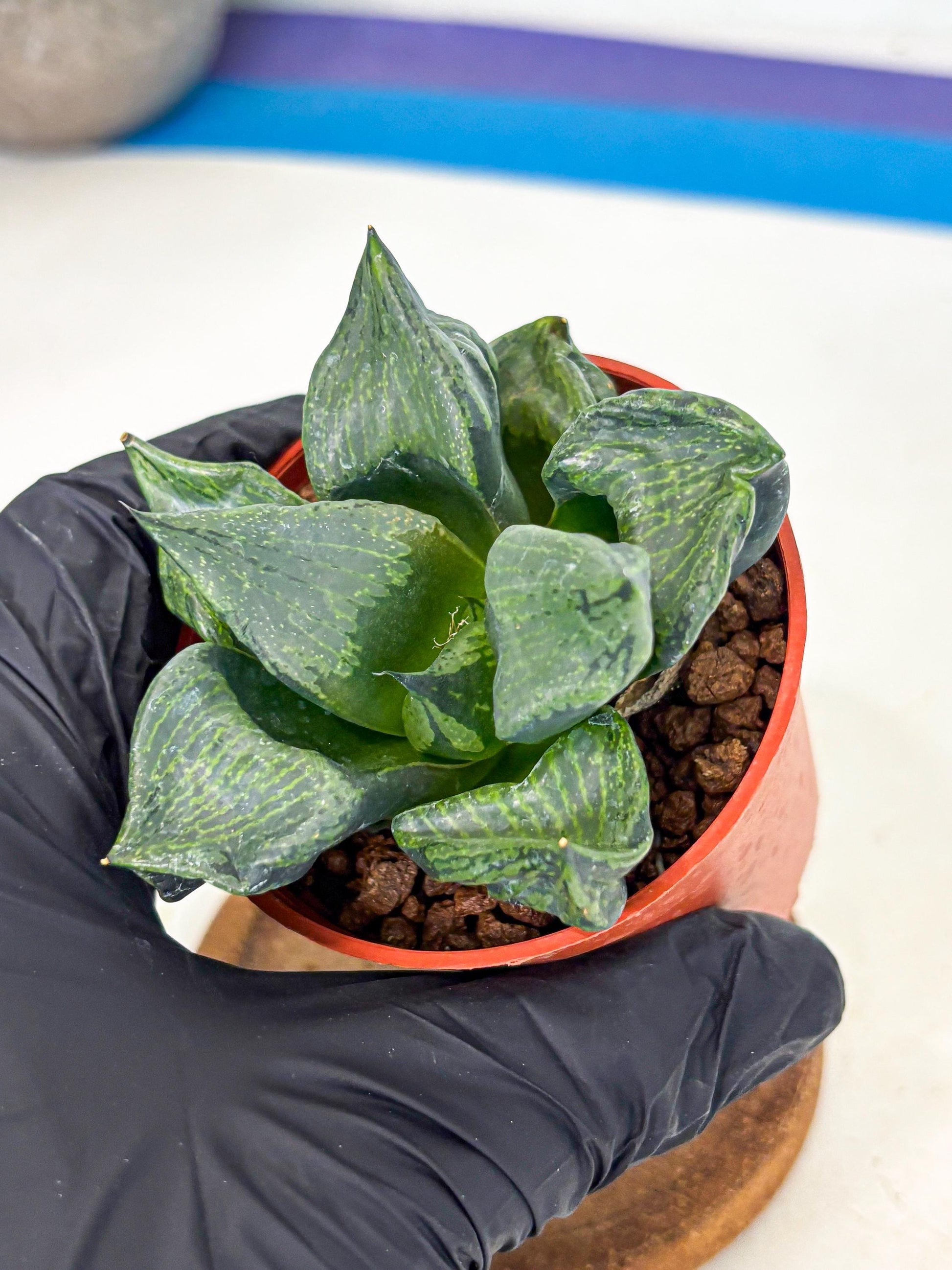 Haworthia Bing Cheng (wa5) (p17) | Rare Import