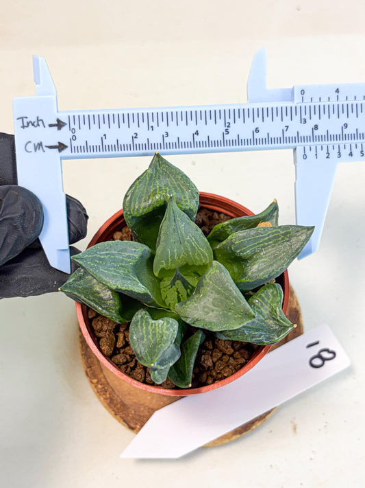 Haworthia Bing Cheng (wa5) (p18) | Rare Import