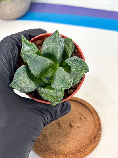 Haworthia Bing Cheng (wa5) (p17) | Rare Import