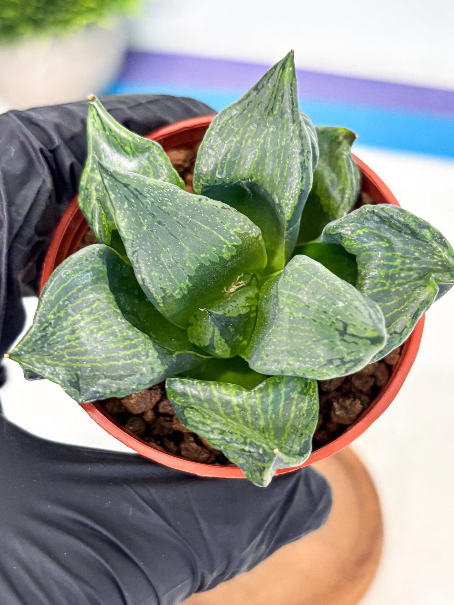 Haworthia Bing Cheng (wa5) (p17) | Rare Import