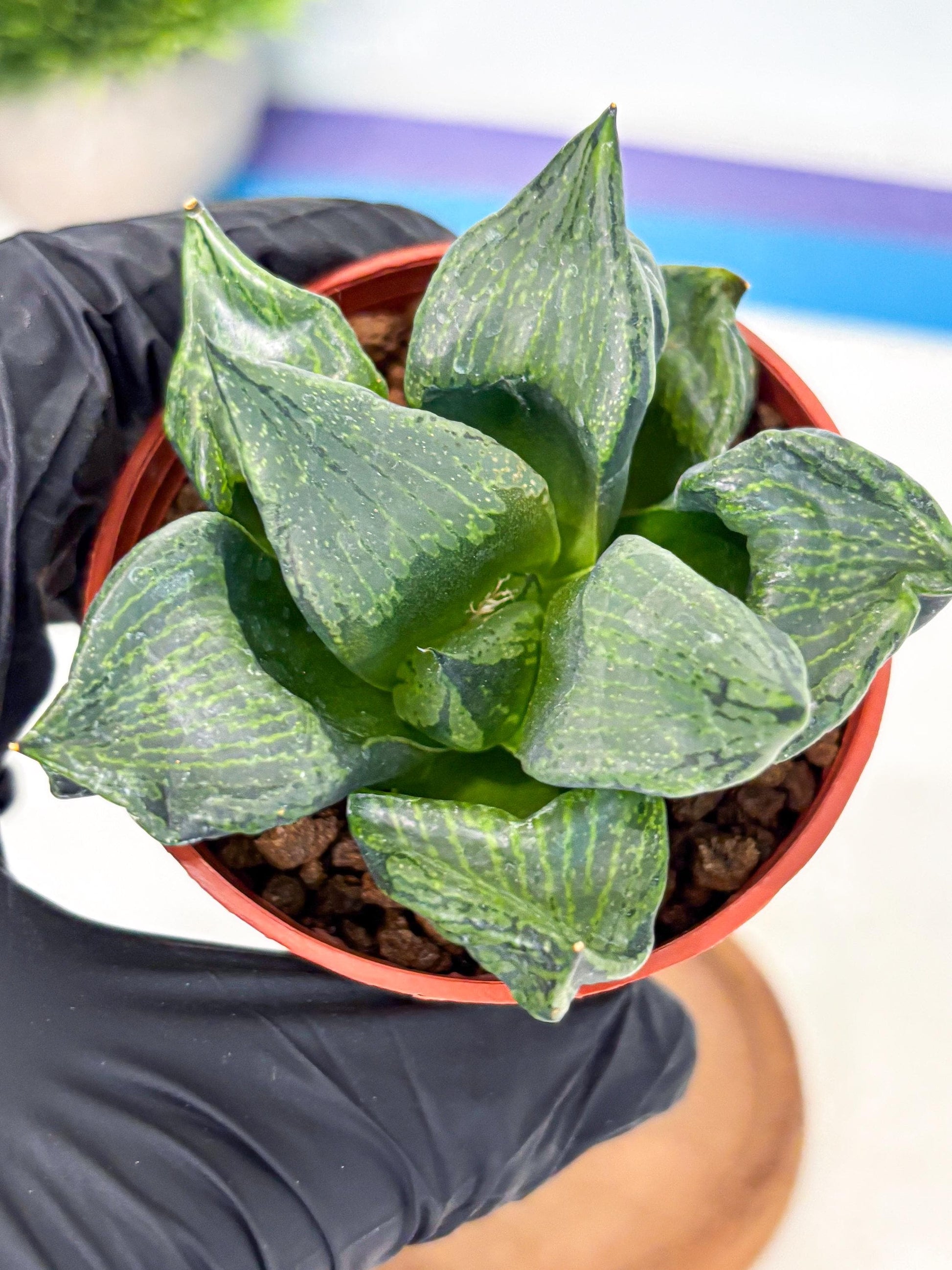 Haworthia Bing Cheng (wa5) (p17) | Rare Import