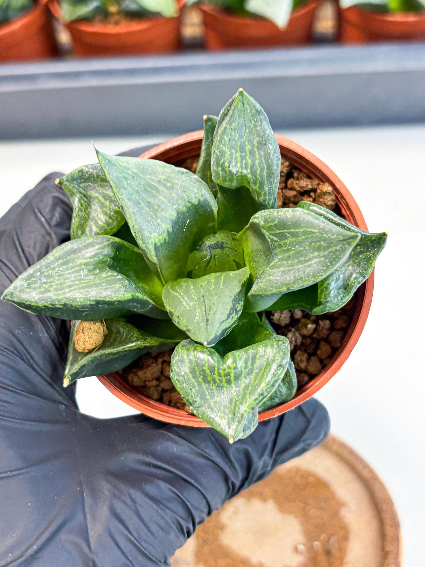 Haworthia Bing Cheng (wa5) (p18) | Rare Import