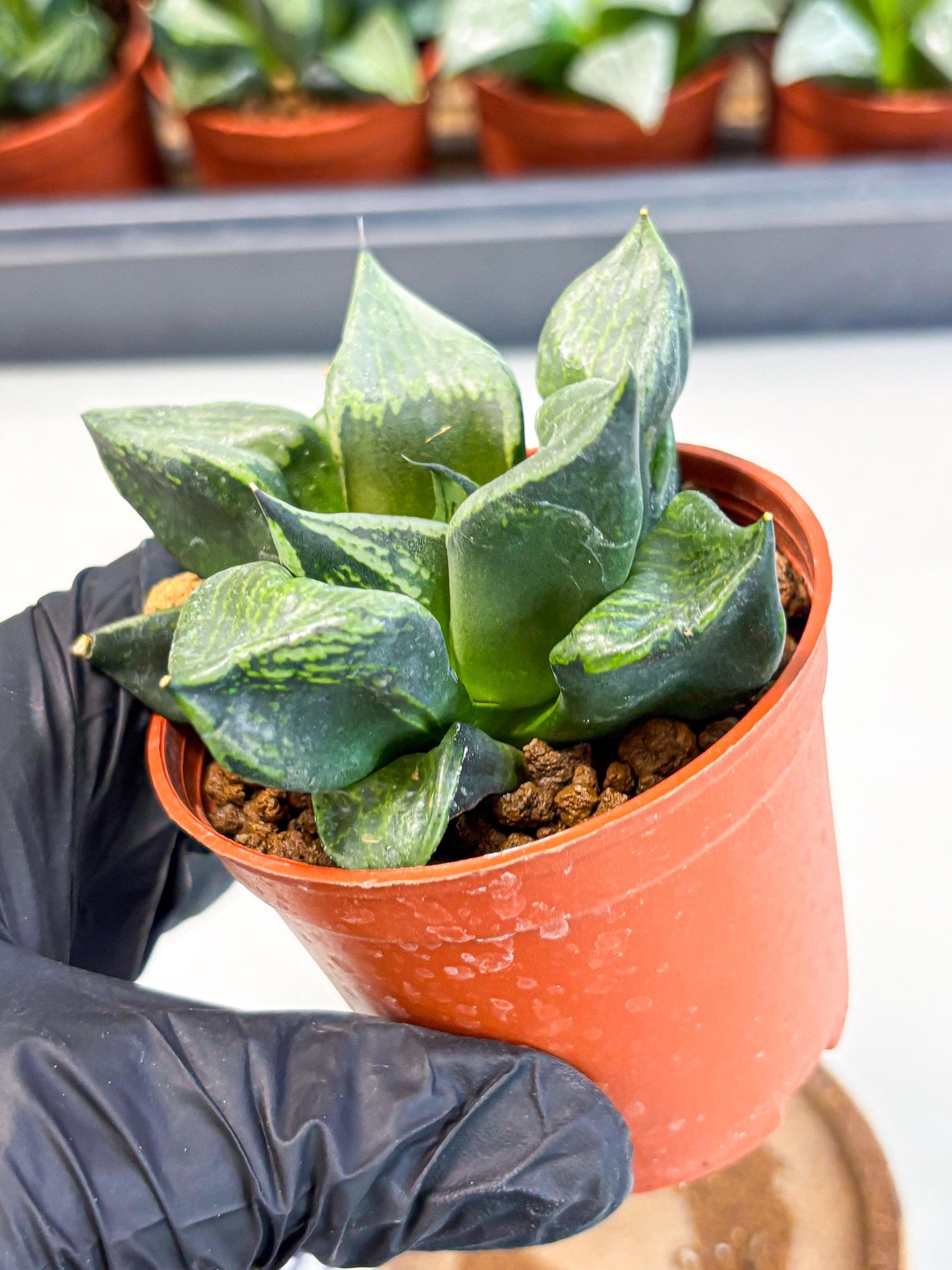 Haworthia Bing Cheng (wa5) (p18) | Rare Import
