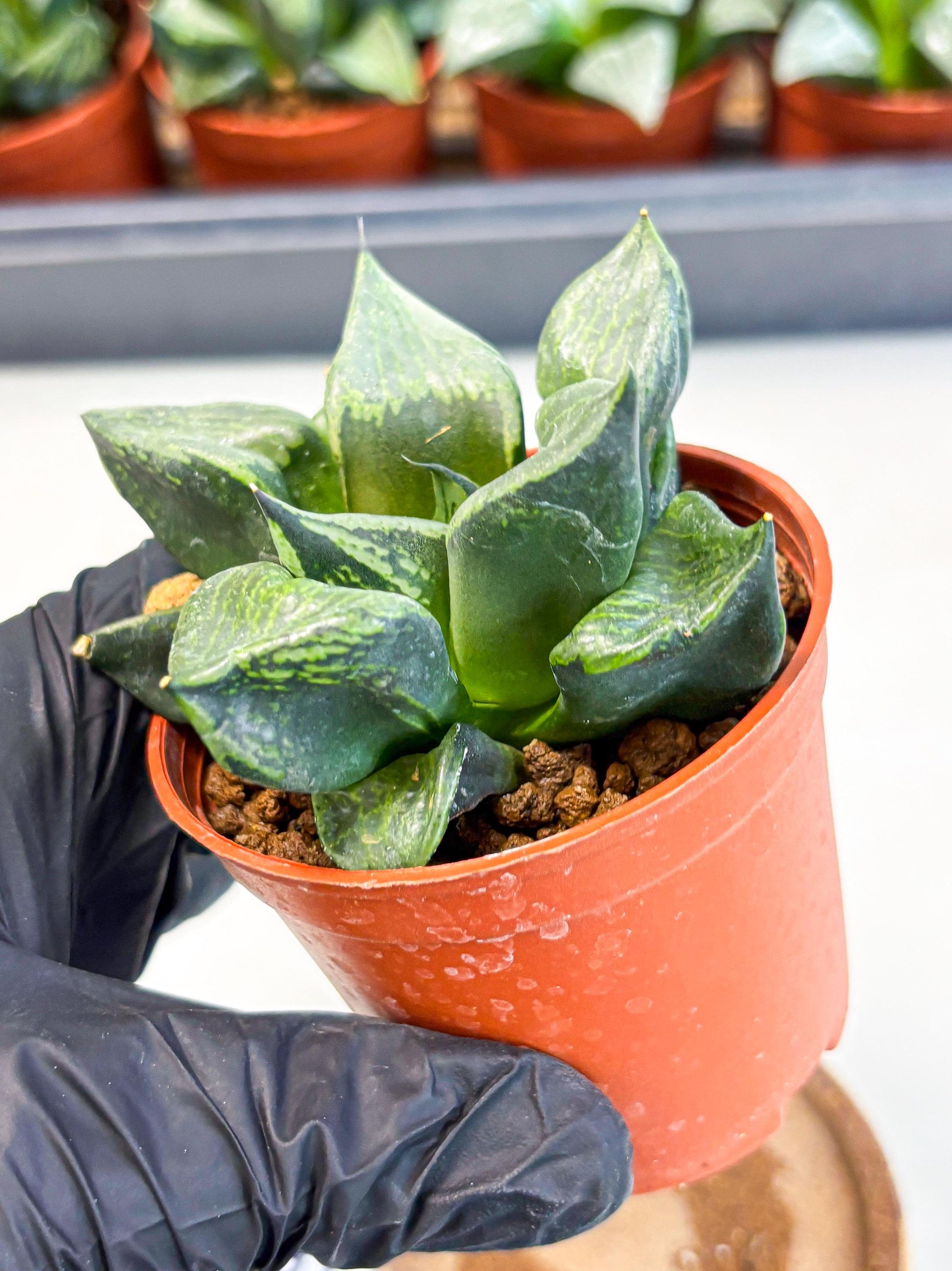 Haworthia Bing Cheng (wa5) (p18) | Rare Import