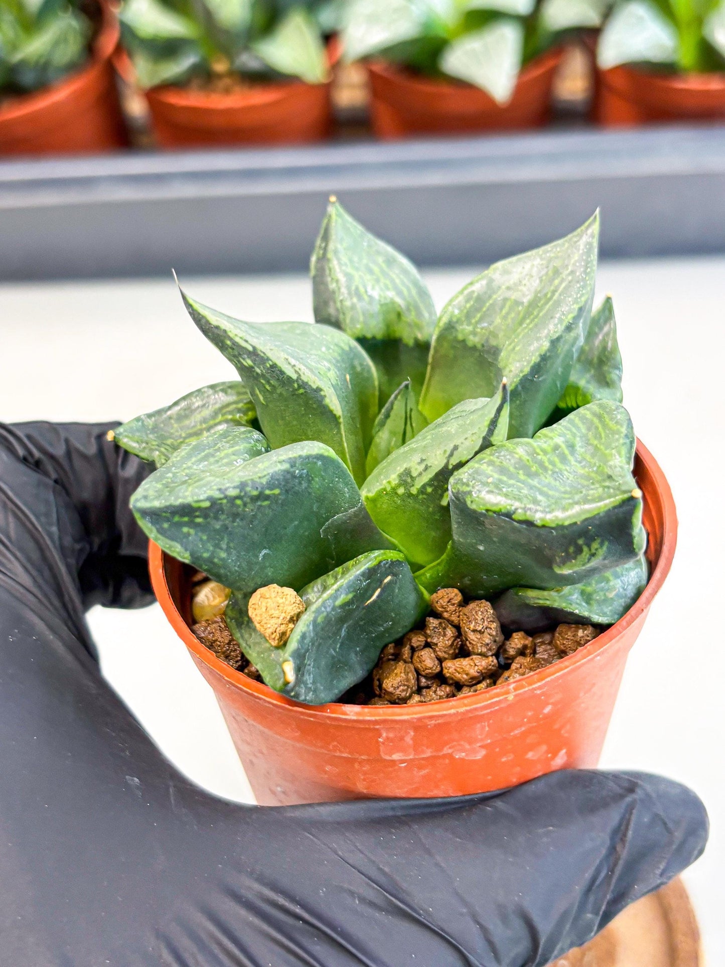 Haworthia Bing Cheng (wa5) (p18) | Rare Import