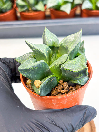 Haworthia Bing Cheng (wa5) (p18) | Rare Import