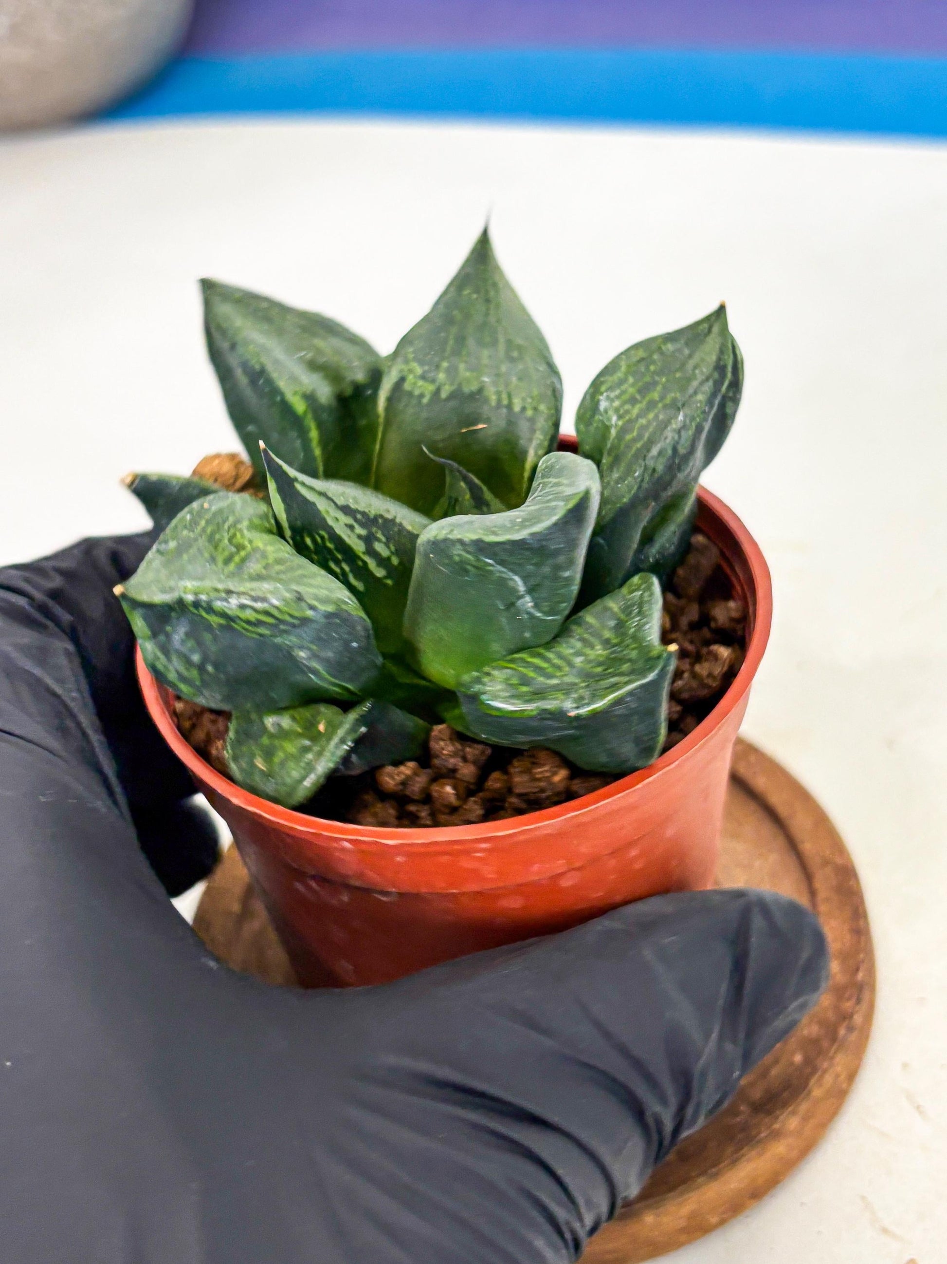 Haworthia Bing Cheng (wa5) (p18) | Rare Import