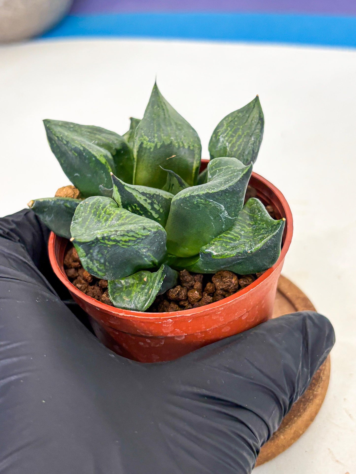 Haworthia Bing Cheng (wa5) (p18) | Rare Import