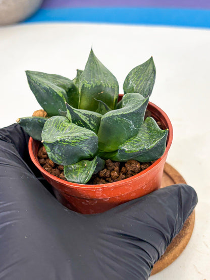 Haworthia Bing Cheng (wa5) (p18) | Rare Import