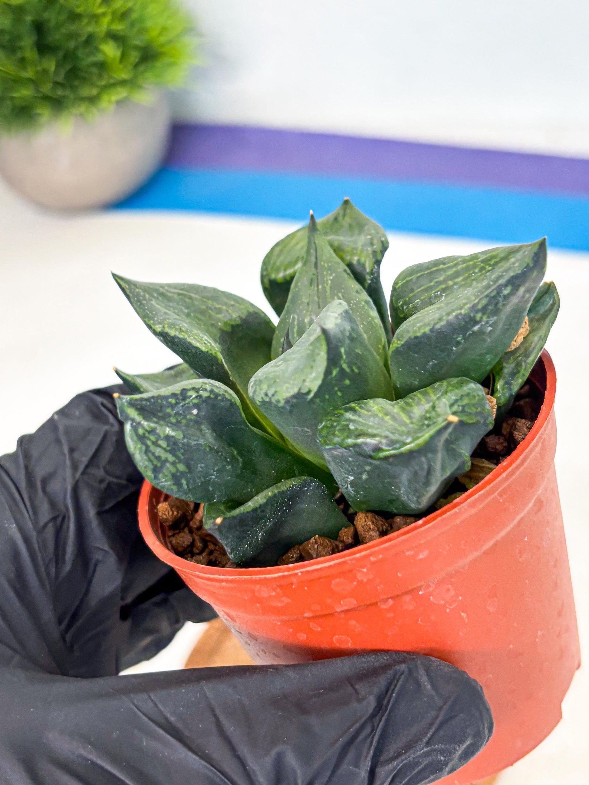 Haworthia Bing Cheng (wa5) (p18) | Rare Import